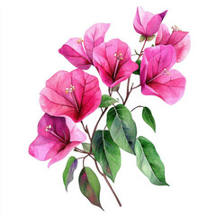 vibrant illustration of pink bougainvillea flowers with green leaves, showcasing their tropical beauty and intricate details. Perfect for botanical designs and nature themes
