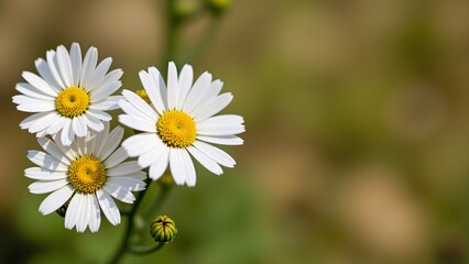 Three Delicate White Daisies in Soft Focus
