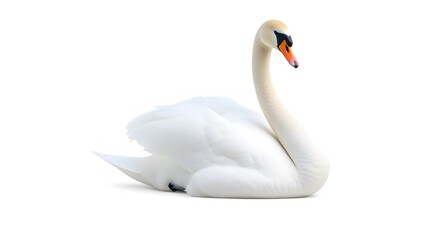 An elegant white swan gracefully floats on the water, showcasing its beautiful feathers and serene presence in a tranquil setting.  