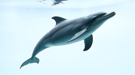 A graceful dolphin swimming playfully in clear blue water, showcasing its sleek body and friendly demeanor, embodying the beauty of marine life and aquatic freedom.   
