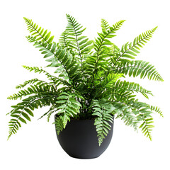 A Small Potted Hanging Fern with Delicate Long Fronds Isolated on Transparent Background