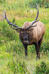 Hirsche in der Brunft im Rocky Mountain Nationalpark