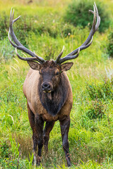 Hirsche in der Brunft im Rocky Mountain Nationalpark