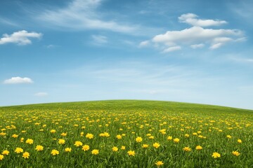 Fototapeta premium Vibrant yellow flowers blanket lush green landscape under bright