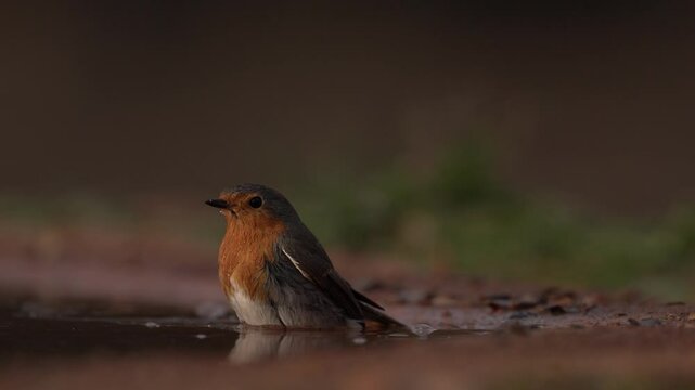 European Robin, Erithacus rubecula, sitting in the water, bird in nature habitat, nesting time, Germany. Orange songbird with mirror reflection in water surface. Bird drink and bath swimming in water.