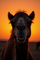 Obraz premium Silhouetted camel at sunset, smiling face detail, sun, animal
