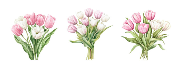 Watercolor set of bouquets of white and pink tulips png. Vintage bouquets of tulips on transparent background. White and pink tulip flowers with green leaves. Spring flowers.