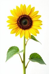 Naklejka premium Single mature sunflower, sharp focus, pristine white backdrop , yellow, seed, summer