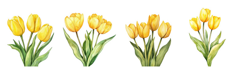 Set of watercolor yellow tulips png. Vintage bouquet of yellow tulips watercolor on transparent background. Watercolor spring flowers. Spring flowers concept. Vector illustration.