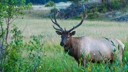 Hirsche in der Brunft im Rocky Mountain Nationalpark