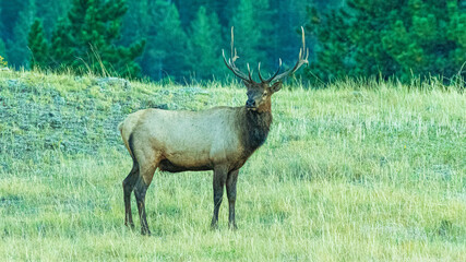 Hirsche in der Brunft im Rocky Mountain Nationalpark