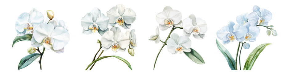 Watercolor set of white orchids. White wild orchid flowers. Concept of home and tropical flowers. Orchid for home. Watercolor botany.