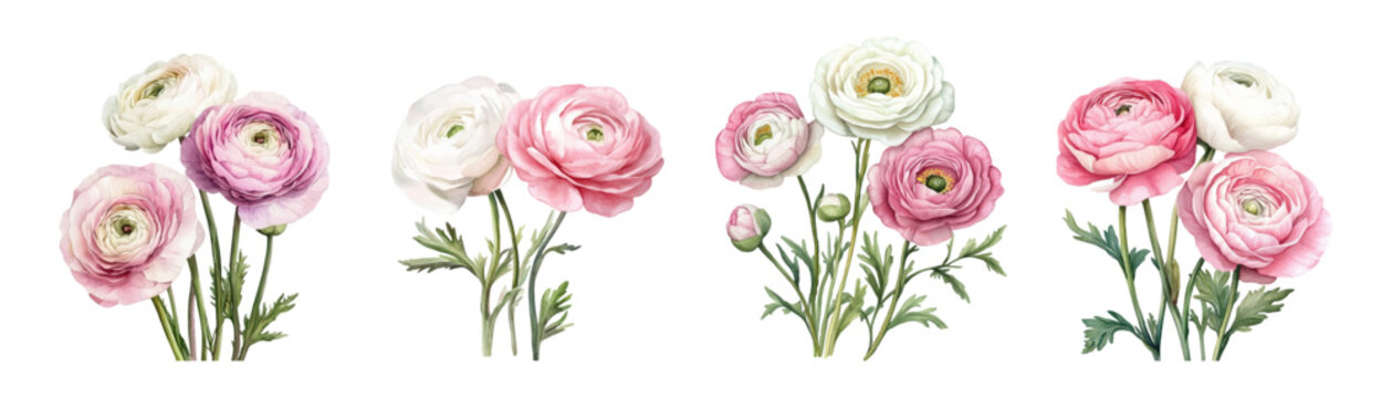 Watercolor set of Ranunculus flowers png. Part of a bouquet composition. Floral element. Watercolor pink Ranunculus flowers isolated. Vector illustration.