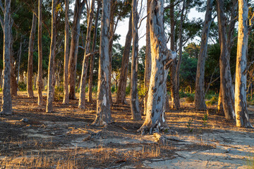 Beautiful trees at sunset in autumn. Golden light cascades through the trees - Table Mountain National Park. Cape Town, South Africa