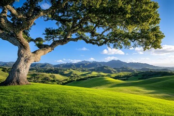 Fototapeta premium Sunset view from under a tree on a green meadow with hills on the horizon