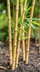 Obraz premium Golden Bamboo Stalks Growing in Lush Garden Nature Close-up Vibrant Environment Botanical Study
