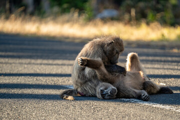 A Chacma Baboon troop foraging and playing at sunset near Cape Point Nature Reserve - Cape Town, South Africa