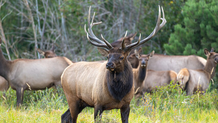 Hirsche in der Brunft im Rocky Mountain Nationalpark