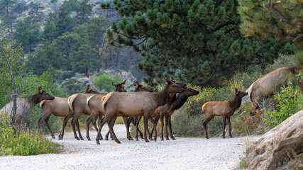 Hirsche in der Brunft im Rocky Mountain Nationalpark