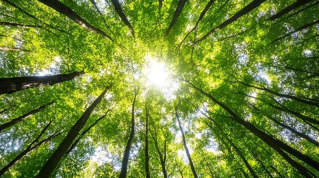 Fototapeta Looking up through the forest canopy toward the bright sunlight above