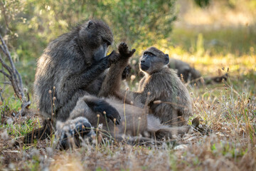 A Chacma Baboon troop foraging and playing at sunset near Cape Point Nature Reserve - Cape Town, South Africa