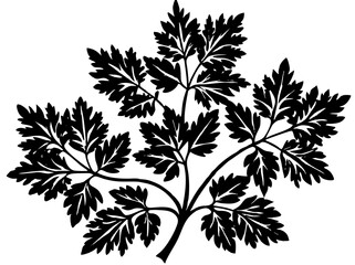 Black and White Parsley Botanical Illustration Vector Design

