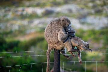 A Chacma Baboon troop foraging and playing at sunset near Cape Point Nature Reserve - Cape Town, South Africa