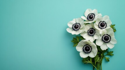 Arranging white anemone flowers studio floral photography minimalist background top view natural beauty