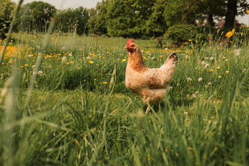 free range chicken in the grass