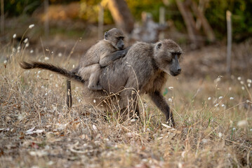 Fototapeta premium A Chacma Baboon troop foraging and playing at sunset near Cape Point Nature Reserve - Cape Town, South Africa