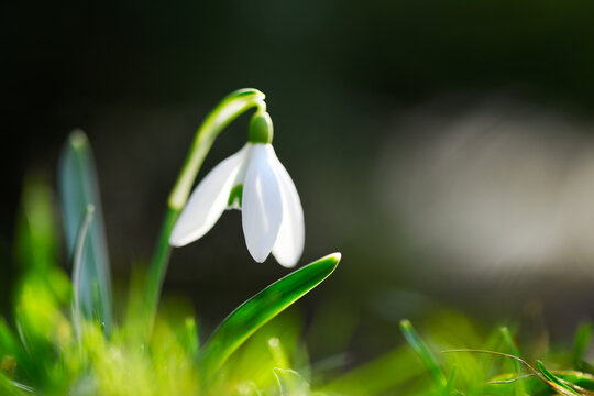 Close up of snowdrop flower on green spring meadow forest. Macro nature photography