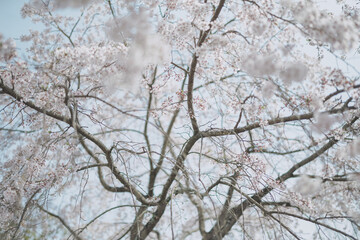 桜 日本 京都