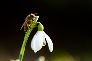 A bee with pollen on its legs working on a white snowdrop flower on spring meadow. Macro photography
