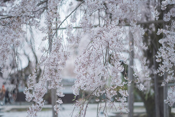 桜 日本 京都