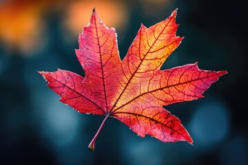 Fototapeta premium A red maple leaf in autumn shades, isolated