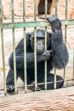 Wet chimpanzee looks through the bars of a cage at the zoo