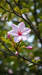 A pink flower blooms at the tip of a tree's branch, isolated, tree