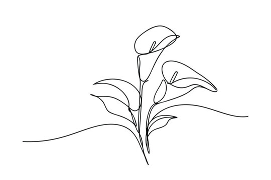 Elegant Calla Lily Line Art Drawing Minimalist Floral Design