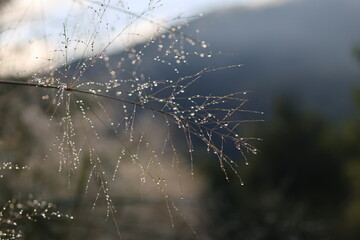 dew in the morning 