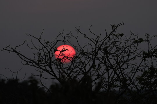 red sun behind branches