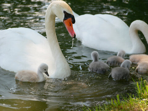 A swan family. Two swans with baby swans swimming in a lake in Schlosspark Laxenburg, Austria