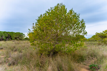 Fototapeta premium tree in the field