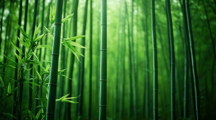 Serene bamboo grove tranquil nature scene high-resolution image lush green environment medium shot natural beauty