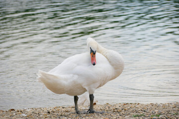 A swan at the bank of Danube river on the Donauinsel, Vienna