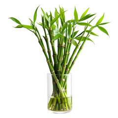 Fototapeta premium A detailed close-up of lucky bamboo (Dracaena sanderiana) featuring slender, vibrant green stalks gracefully arranged in a contemporary glass container.