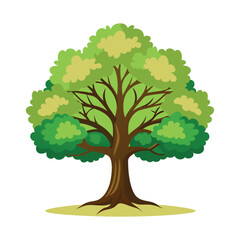 A vector illustration of Oak Tree, Oak Drawing isolated on white background