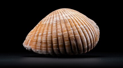 Fototapeta premium Close-up seashell on black background. Possible use Nature education