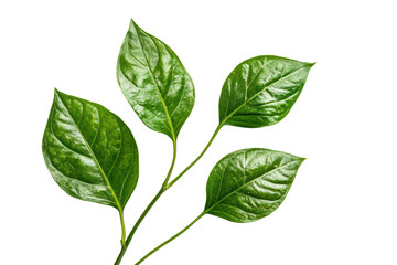 Dleaves isolated on transparent or white background, png