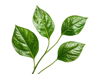 Dleaves isolated on transparent or white background, png