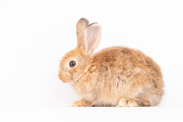 Adorable Pet Rabbit, Cute Fluffy, White Mammal with Large Ears on Background, Showcasing Its Small, Furry, Domestic Nature, Perfect for Easter Celebrations and Farm Enthusiasts